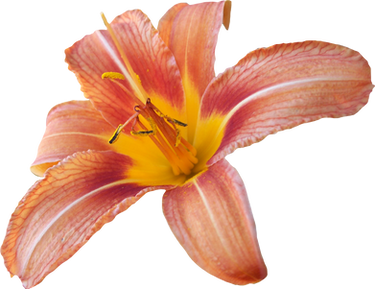 Lilly PNG 06