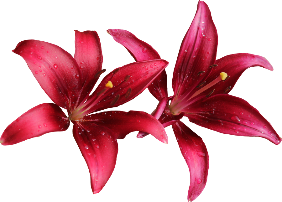 Lilly PNG 07