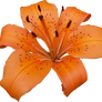 Lilly PNG 08