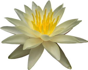 Waterlilly PNG