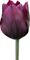 Tulip PNG 10