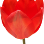 Tulip PNG 11
