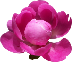 Peony PNG 02