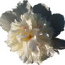 Peony PNG 05