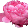 Peony PNG 08