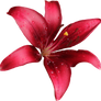 Lilly PNG 11