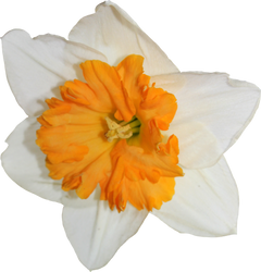 Daffodil PNG 01