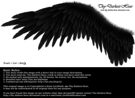 Winged Perfection - Black