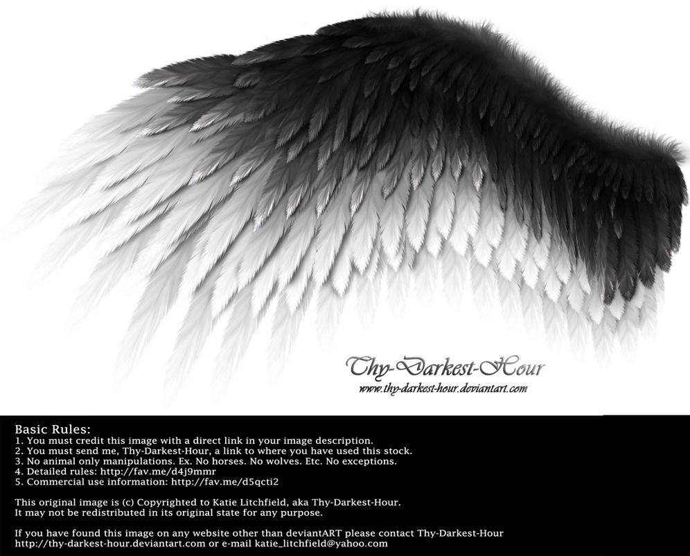 Romantic Wing - Black-White by Thy-Darkest-Hour