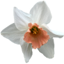 Daffodil PNG 04