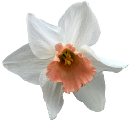 Daffodil PNG 04