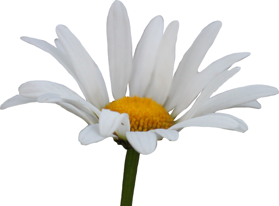 Shasta Daisy PNG