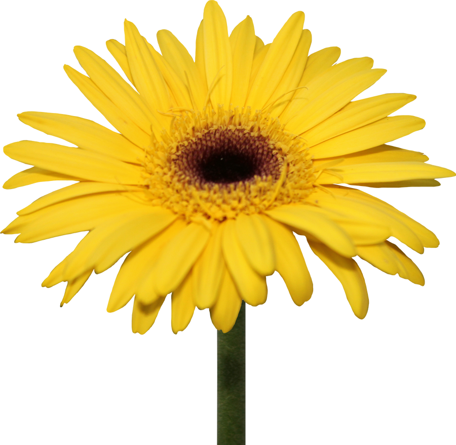 Yellow Gerber Daisy PNG by Thy-Darkest-Hour on DeviantArt