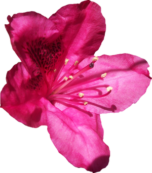 Pink Rhododendren PNG