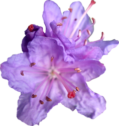 Purple Rhododendren PNG