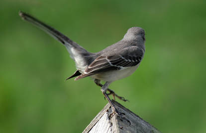 Northern Mockingbird 04