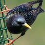 Starling 02