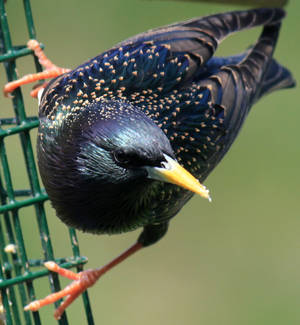 Starling 02