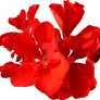 Red Flower PNG - Exclusive