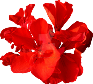 Red Flower PNG - Exclusive