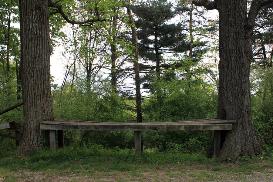 Bench Between Trees by Thy-Darkest-Hour