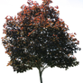 Tree PNG 01