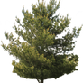 Tree PNG 02