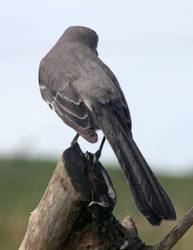 Northern Mockingbird 05