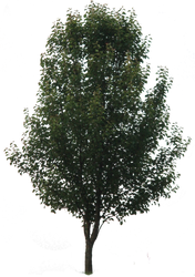 Tree PNG 03