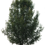 Tree PNG 03