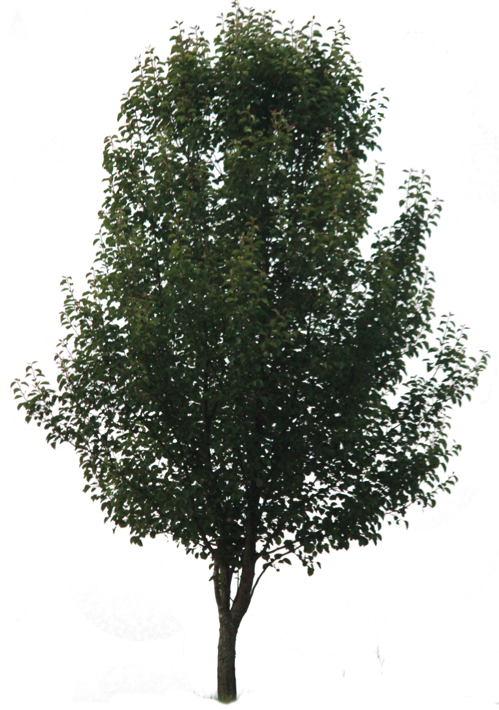 Tree PNG 03