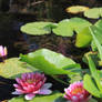 Pink Water Lilly Pond 02