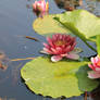 Pink Water Lilly Pond 01