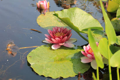 Pink Water Lilly Pond 01