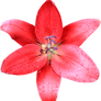 Red Lilly 01