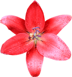 Red Lilly 01
