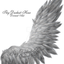 Fluffed Wings 02 - Silver