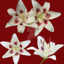 White Star Lilly PNG's