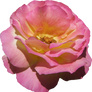Pink and Yellow Rose 02