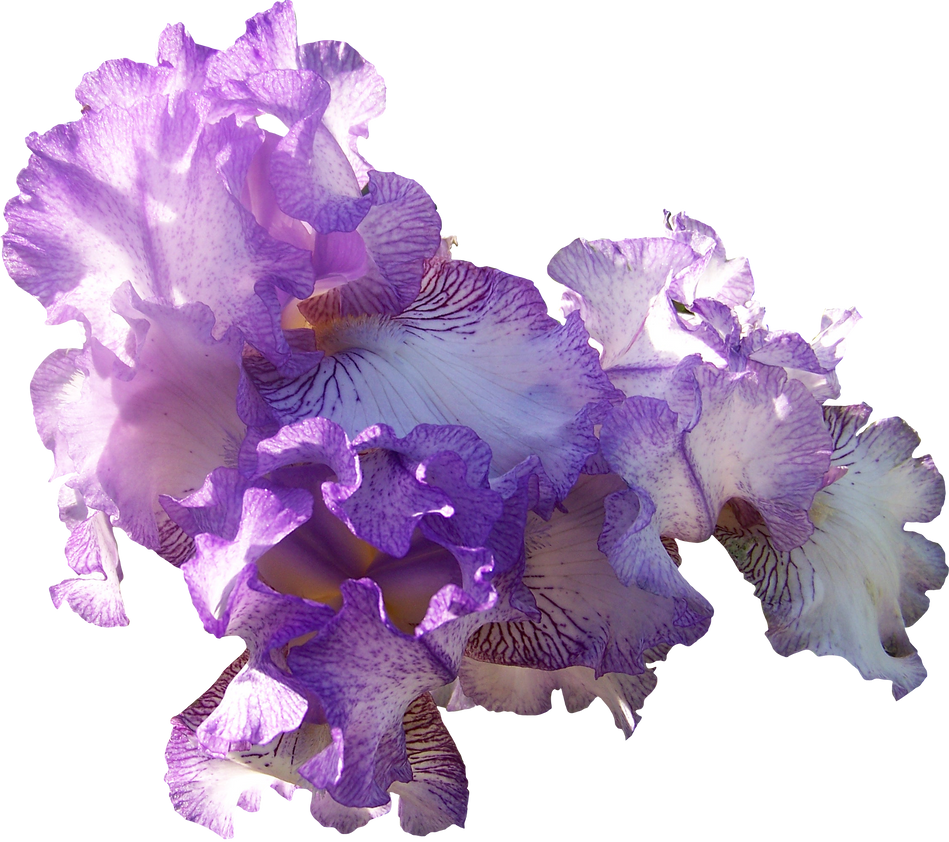 Light Purple Iris Cluster by Thy-Darkest-Hour