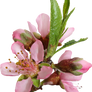 Peach Blossom 02