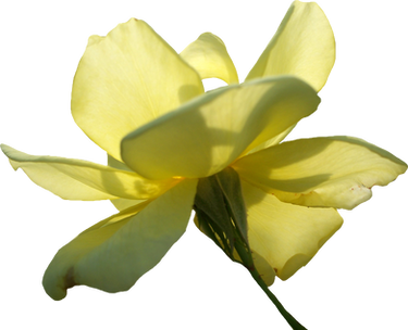 Yellow Rose 01 PNG