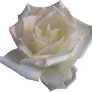 White Rose 02 PNG