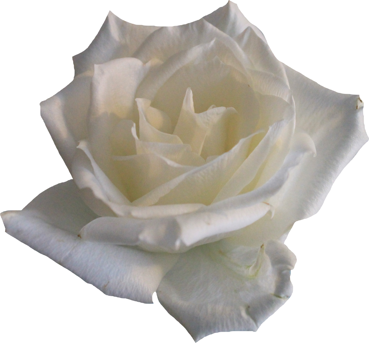 White Rose 02 PNG by Thy-Darkest-Hour