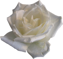 White Rose 02 PNG