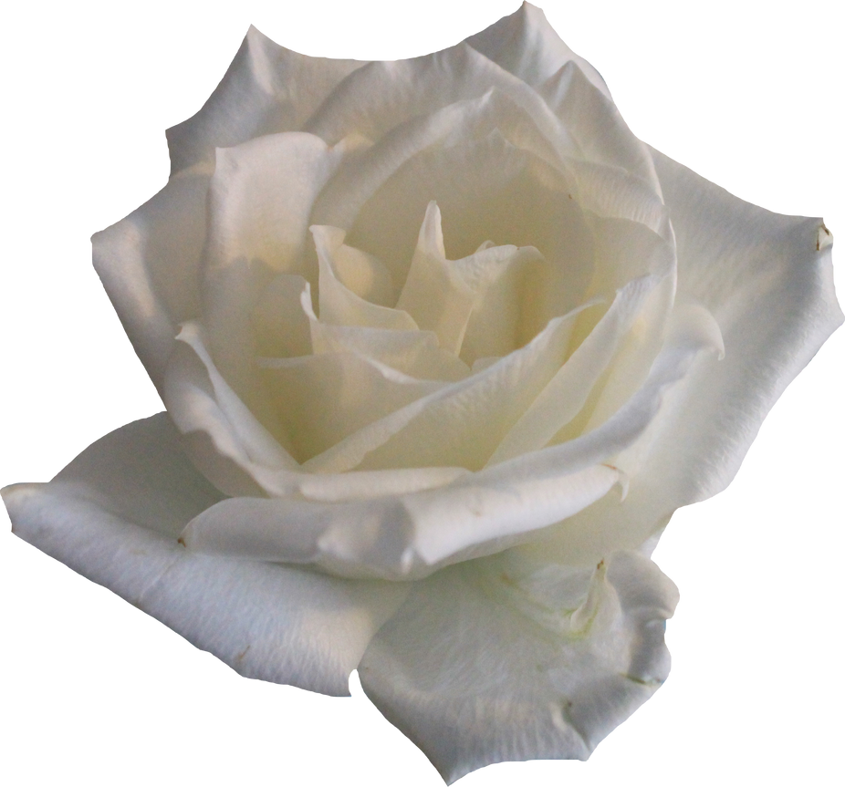 White Rose 02 PNG by Thy-Darkest-Hour