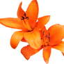Orange Lilly 02
