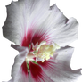 Pink Hibiscus Flower 01