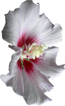 Pink Hibiscus Flower 01