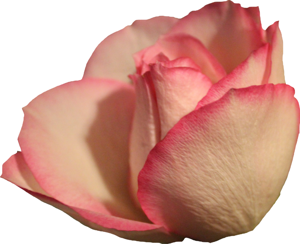 Pale Pink Rose 01 PNG by Thy-Darkest-Hour